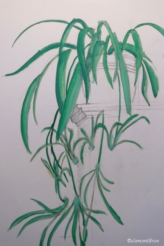 plante